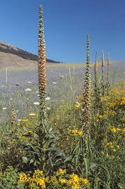 Image result for Digitalis ferruginea