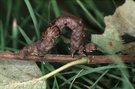 Attēlu rezultāti vaicājumam “Selenia dentaria larva”