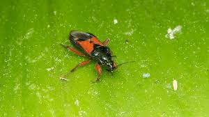 Attēlu rezultāti vaicājumam “Nabidae”