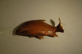 Image result for Ictiobus niger