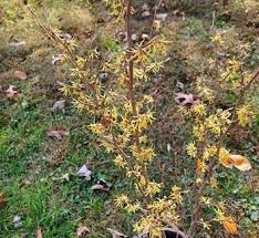 Attēlu rezultāti vaicājumam “Hamamelis japonica”