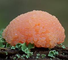 Attēlu rezultāti vaicājumam “Lamproderma gulielmae macro”