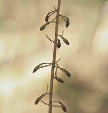 Attēlu rezultāti vaicājumam “Trichia flavicoma stalked”