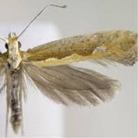 Attēlu rezultāti vaicājumam “Plutellidae”