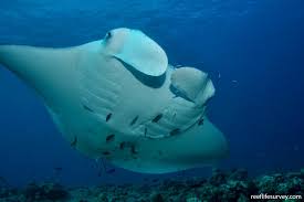 Image result for Mobula birostris