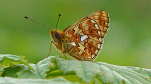 Attēlu rezultāti vaicājumam “Clossiana euphrosyne”