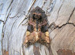 Attēlu rezultāti vaicājumam “Euplexia lucipara”