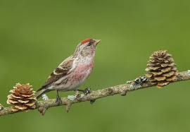 Attēlu rezultāti vaicājumam “Carduelis flammea”