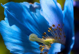 Image result for Scheinmohn blau