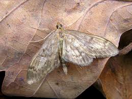 Attēlu rezultāti vaicājumam “Anania lancealis”