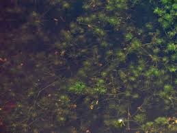 Attēlu rezultāti vaicājumam “Nitella flexilis”