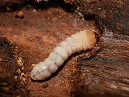 Attēlu rezultāti vaicājumam “Cerambycidae larva”