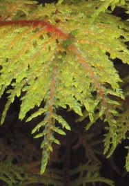 Attēlu rezultāti vaicājumam “Hylocomium splendens sporophyte”