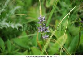 Attēlu rezultāti vaicājumam “Swertia perennis flower”