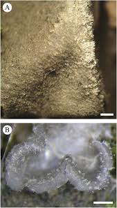 Attēlu rezultāti vaicājumam “Leptogium saturninum”