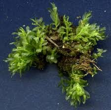 Attēlu rezultāti vaicājumam “Plagiomnium cuspidatum sporophyte”