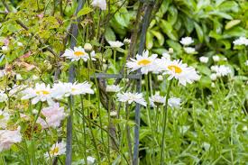 Attēlu rezultāti vaicājumam “Leucanthemum vulgare flower”