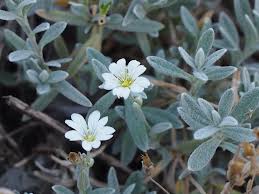 Attēlu rezultāti vaicājumam “Cerastium tomentosum leaf”