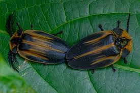 Attēlu rezultāti vaicājumam “Lampyridae”