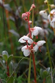Attēlu rezultāti vaicājumam “Pyrola rotundifolia”
