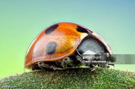 Attēlu rezultāti vaicājumam “Coccinella septempunctata”