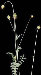 Attēlu rezultāti vaicājumam “Poterium sanguisorba flower”