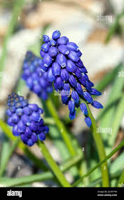 Attēlu rezultāti vaicājumam “Muscari armeniacum”
