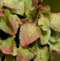 Attēlu rezultāti vaicājumam “Rumex aquaticus fruit”