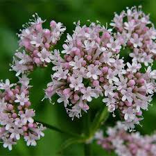 Attēlu rezultāti vaicājumam “Valeriana officinalis”