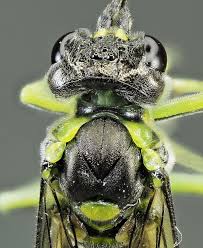 Attēlu rezultāti vaicājumam “Tenthredo campestris female”
