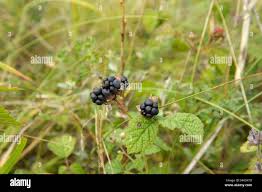 Attēlu rezultāti vaicājumam “Rubus caesius fruit”