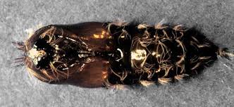 Attēlu rezultāti vaicājumam “Lymantria monacha pupa”