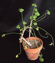 Attēlu rezultāti vaicājumam “Oxalidaceae”