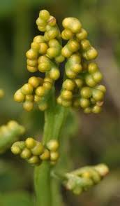 Attēlu rezultāti vaicājumam “Pteropsida”