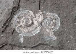 Attēlu rezultāti vaicājumam “Planorbis planorbis”