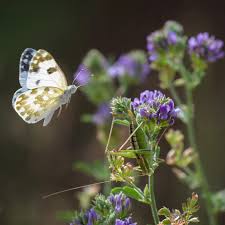 Attēlu rezultāti vaicājumam “Pontia edusa upperside”