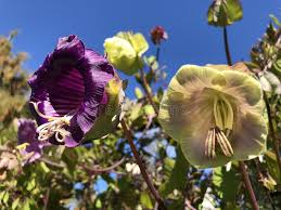 Image result for Glockenrebe