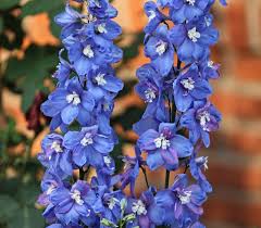 Attēlu rezultāti vaicājumam “Delphinium elatum  flower”