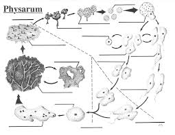 Attēlu rezultāti vaicājumam “Physarum luteolum young”