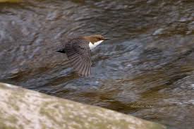 Attēlu rezultāti vaicājumam “Cinclus cinclus”