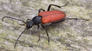 Attēlu rezultāti vaicājumam “Anastrangalia sanguinolenta male”