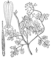 Image result for Adlumia cirrhosa