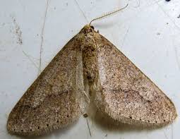 Attēlu rezultāti vaicājumam “Agriopis marginaria”