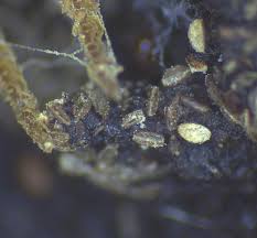 Attēlu rezultāti vaicājumam “Licea testudinacea young”