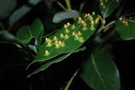 Attēlu rezultāti vaicājumam “Trioza dispar”