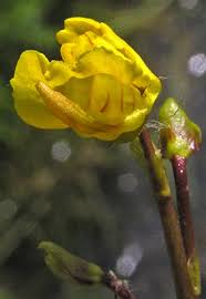 Attēlu rezultāti vaicājumam “Utricularia minor bud”