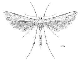 Attēlu rezultāti vaicājumam “Pterophoridae”