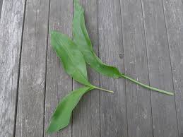 Attēlu rezultāti vaicājumam “Allium ursinum leaf”