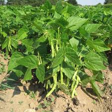 Image result for Buschbohnen