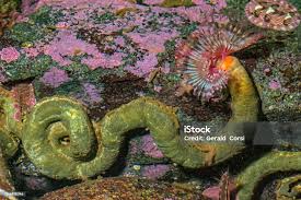 Attēlu rezultāti vaicājumam “Serpoleskea subtilis”